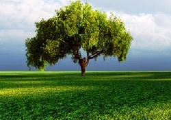 Yaşanabilir Çevre İçin "Yeşil Tüyolar"