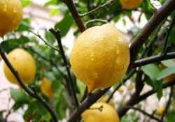 Mikropların düşmanı limon