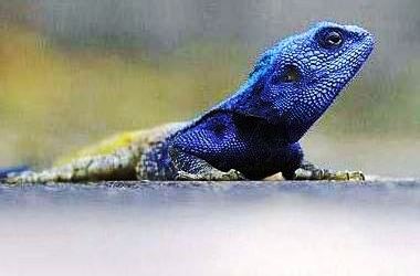 Güney Afrika'nın renkleri