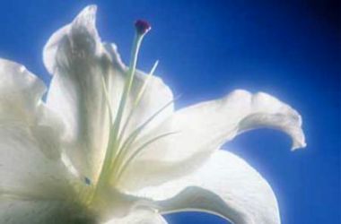 Bayezid-i Bistami hazretleri anılıyor