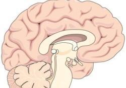 Tunç Çağı'ndan beri bozulmayan beyin!