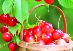 Sıcaklıklar arttı, kiraz ağaçları meyve verdi