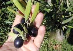 Çekirdeği astıma, yağı yaralara iyi geliyor