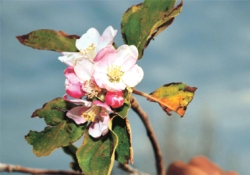 “Burs ağacı”nın ilk meyveleri
