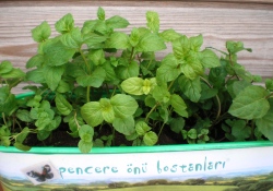 Kokusu eğitim çavuşuna benzer