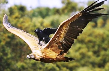 Kainatta yardımlaşma esastır