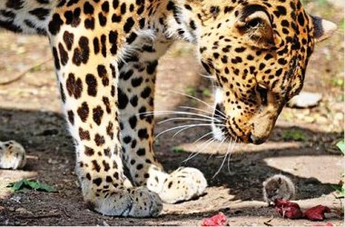 Yemeğini fareyle paylaşan leopar