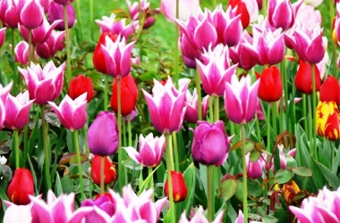 Bunlar da Konya'nın laleleri