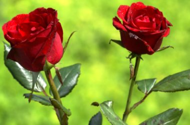 Bir gülün kokusunda bin çare gizli