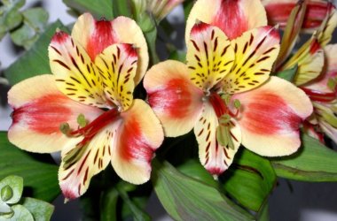 Tefekkürlük, özel çiçekler