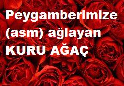 O’nun (sav) ardından ağlayan kuru ağaç