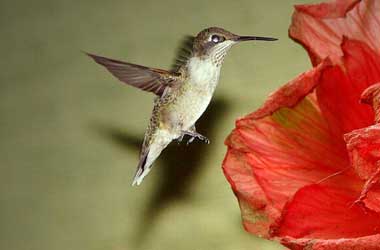 Risale-i Nur'da kuşlar alemi