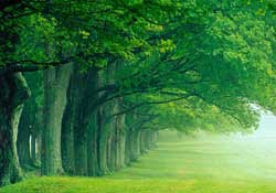 Ağaçlar Peygamberimizin emrini dinlerdi