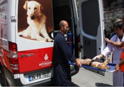 Artık hayvanların da ambulansı var!
