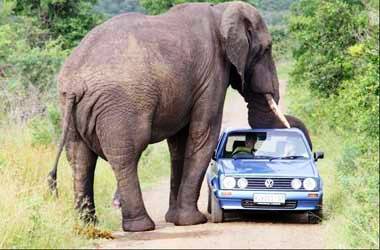 Afrika yollarının misafirleri