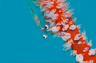 Denizler altından kareler