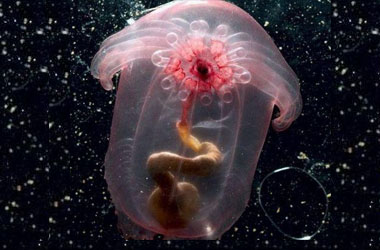 Bu canlı ışık saçıyor