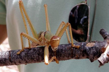 Antalya'da dev çekirge-FOTO