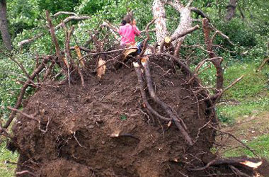Hortum ağaçları kökünden yıktı