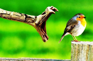 Hayvanlar aleminin 'O AN'ları