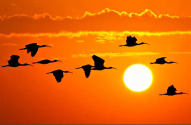 Kuş türlerinin sığındığı Doğu köyü