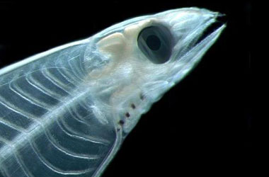 Bilinmeyen canlılar