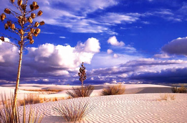 Kendini sulayan bitki keşfedildi