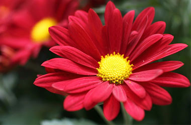 Tefekkürlük çiçekler