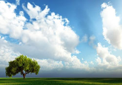 Her bir bitki ve ağaç şehadet ediyorlar