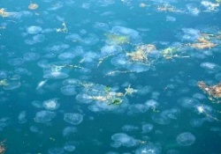 Dev 'deniz canavarı' keşfedildi