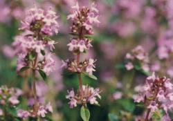 Kireçlenmenin en etkili ilacı