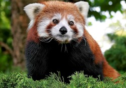 Panda yavrularına köpek sahip çıktı