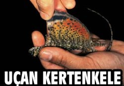 Yaprak gibi süzülen kertenkele bulundu