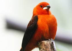 Kuşlar nasıl "nükleer atık" oldu?