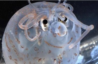 Fotomontaj değil, gerçek!