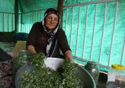 Semizotu beyin yorgunluğuna iyi geliyor