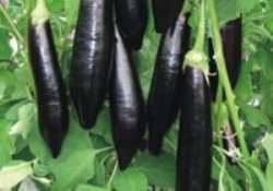 Kanserli şişler yapar, damarları tıkar...