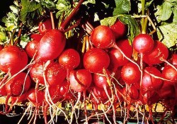 Vücudu ve karaciğeri güçlendiriyor