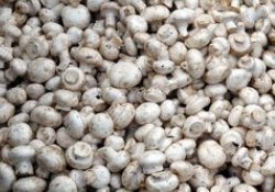 Mantar yaşlanmayı geciktiriyor