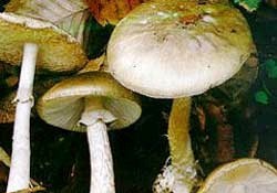 Mantar zehirlenmelerine dikkat!