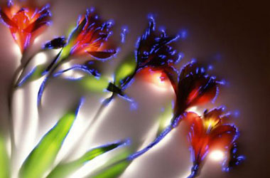 Bitkilerin elektroşoklu halleri