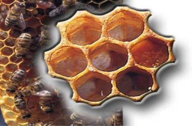 Antibiyotik yerine bal kullanın