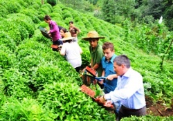 ÇAYKUR, üreticisine 466 milyon lira ödedi