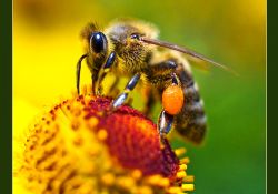 Arılar kansere umut oldu...