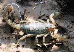 Akrep ve arı soktuğunda ne yapmalı?