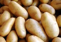 Patateste büyük tehlike