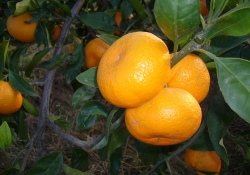 Tüketicilere 'boyalı mandalina' uyarısı