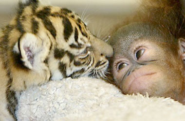 Hayvanların sevimli halleri