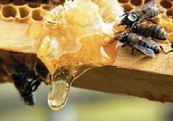 Doğal antibiyotik: Bal