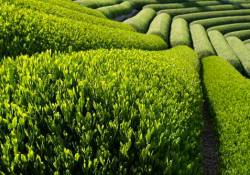 Dünyada 1 milyondan fazla bitki türü bulunuyor